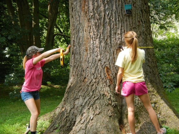 Erin (left) and Ami (right) measuring around a tulip tree.