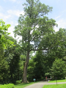 The historic tulip tree that we measured, with the ecohealth data presented in this blog post.